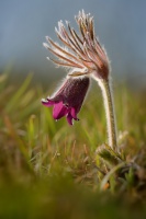 Koniklec lucni - Pulsatilla pratensis 1384